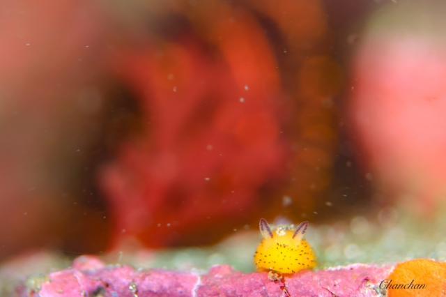 色々なウミウシ増えています！！！