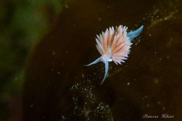 色々なウミウシ増えています！！！