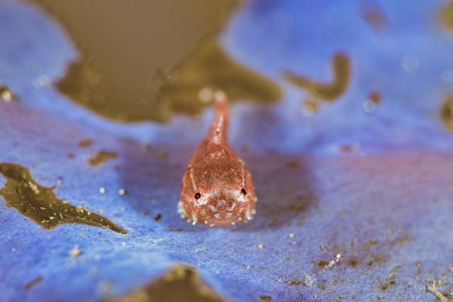 今日ダンゴウオ三昧！でした