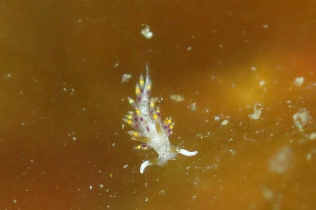 アイリスミノウミウシ