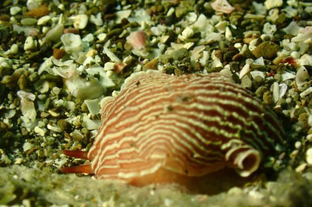 アカイオトメウミウシ