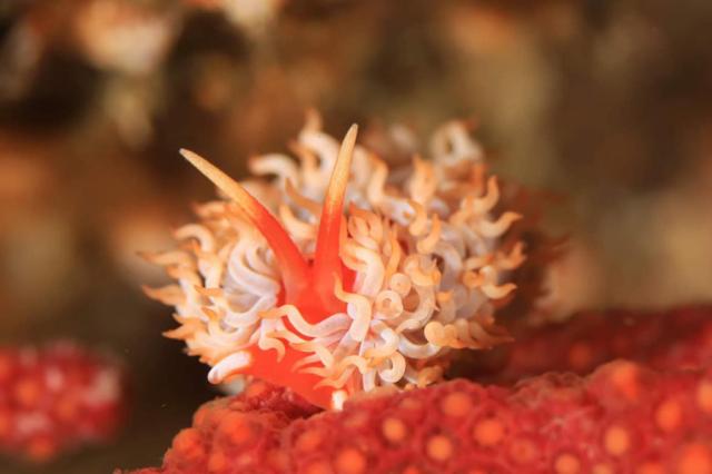 アカオニミノウミウシ