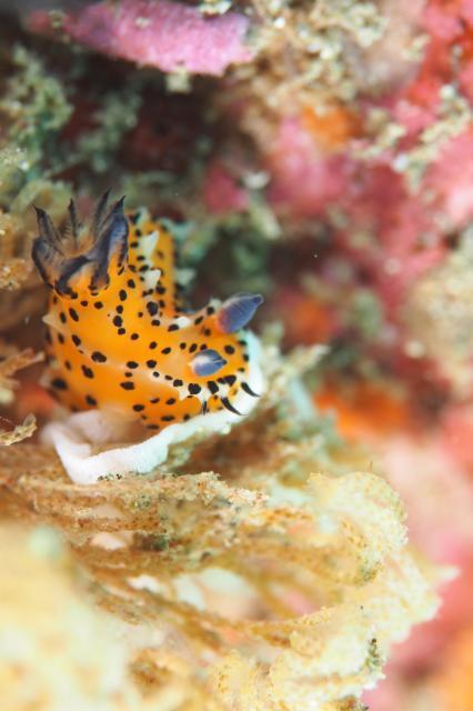 アカコソデウミウシ