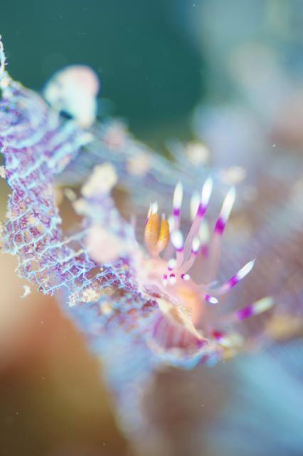 アデヤカミノウミウシ