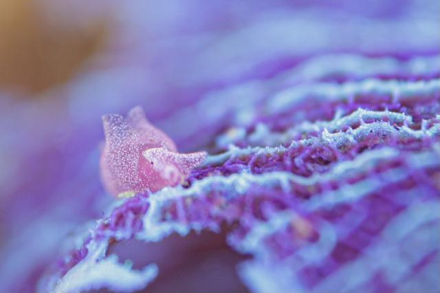 アマクサアメフラシ