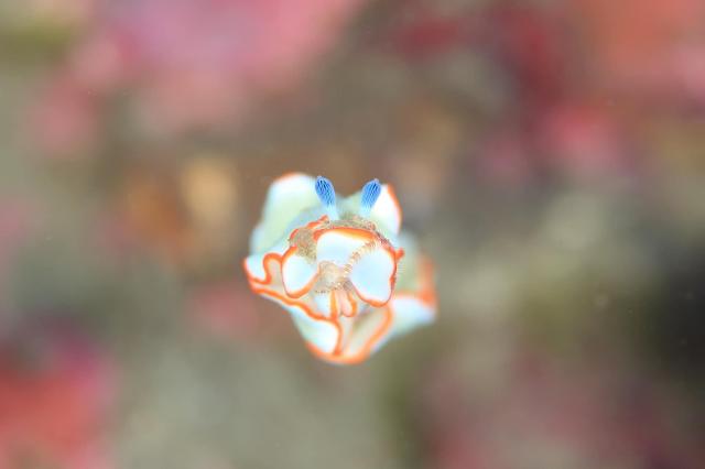 アワシマオトメウミウシ