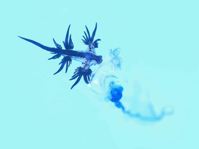 アオミノウミウシ