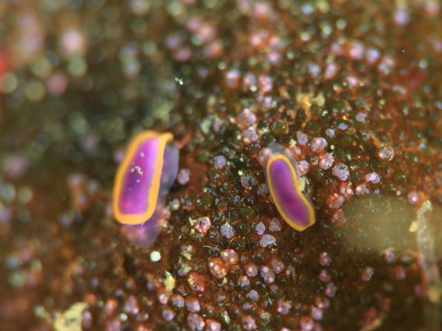 ウズムシウミウシSP2