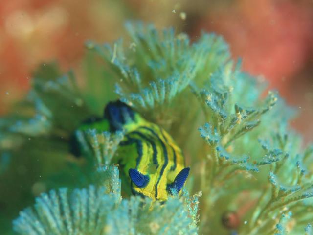 オオクチリュウグウウミウシ