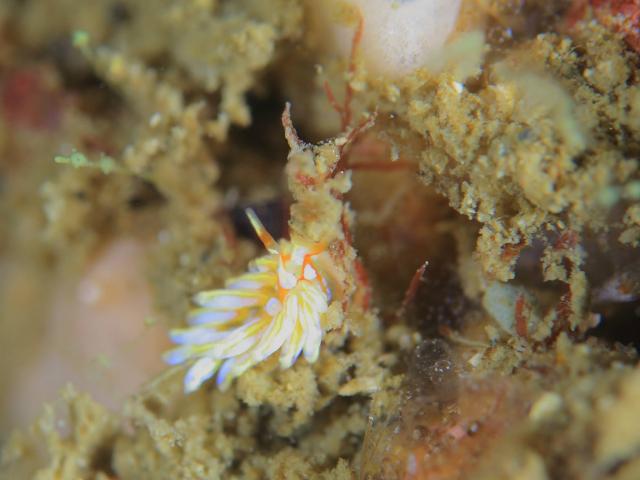 オオムギミノウミウシ