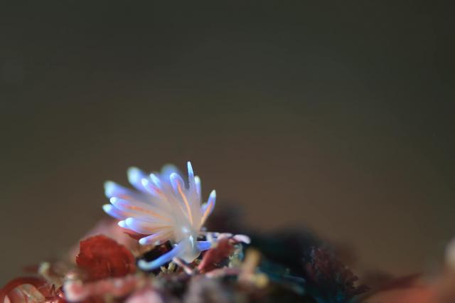 オパールミノウミウシ