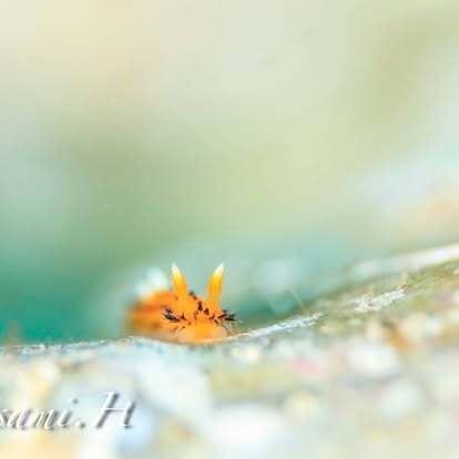 ヤグルマウミウシ