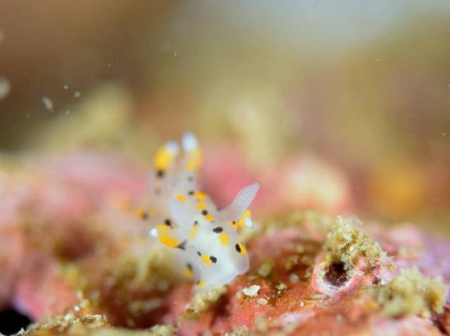 ミズタマウミウシ