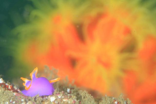 ムラサキウミコチョウ