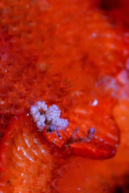 マツカサウミウシ