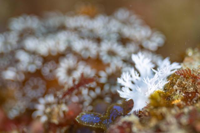 ユビノウハナガサウミウシ