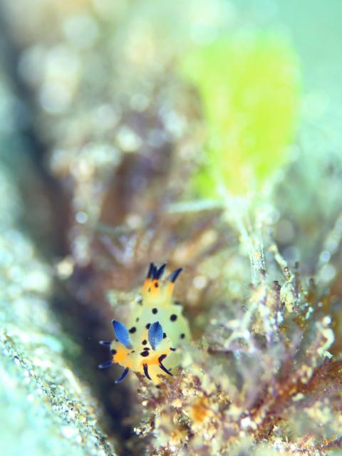 フジタウミウシSP2