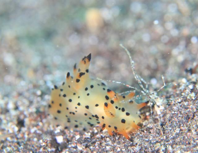フジタウミウシSP1