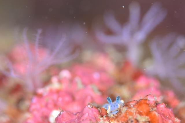 マンザオトメウミウシ