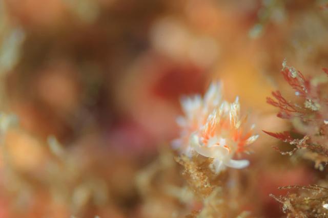 ニセハクセンミノウミウシ