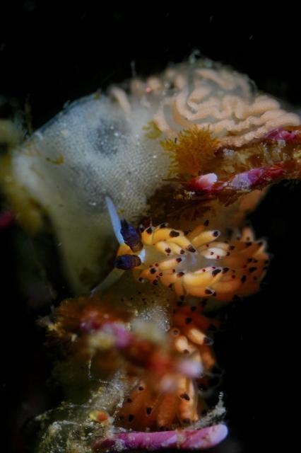 ツルガチゴミノウミウシ