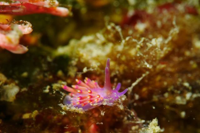 ツクモミノウミウシ