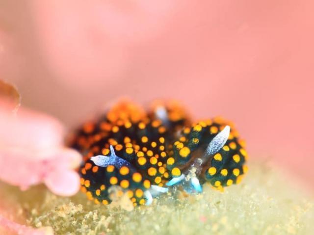 テントウウミウシ