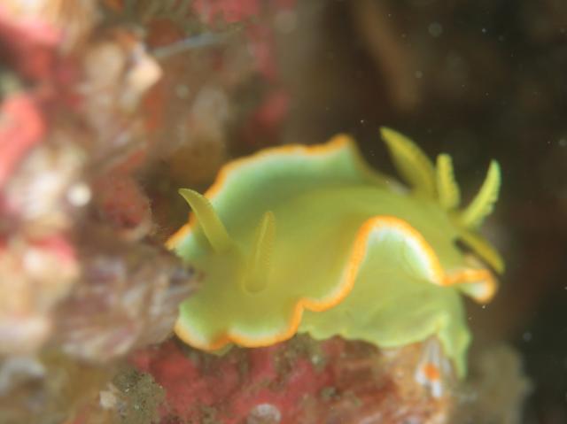 サフランイロウミウシ
