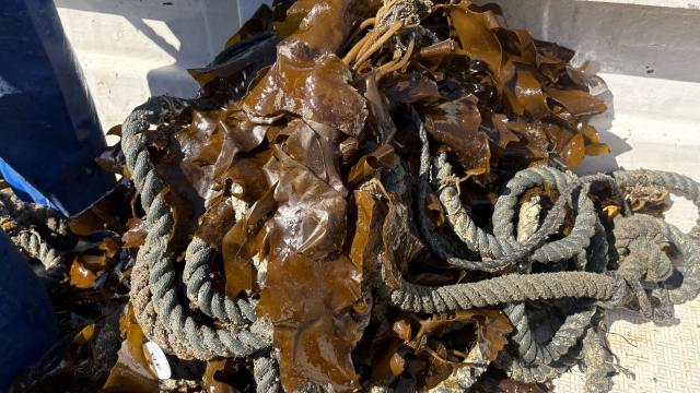 藻場再生活動ご報告