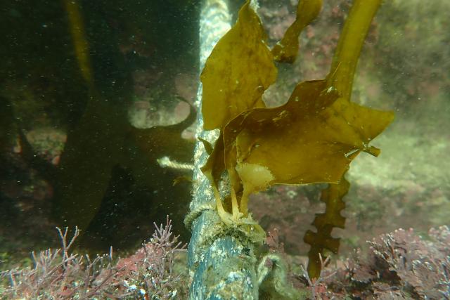 藻場再生活動ご報告