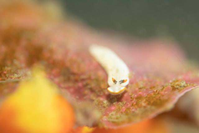 カメキオトメウミウシ