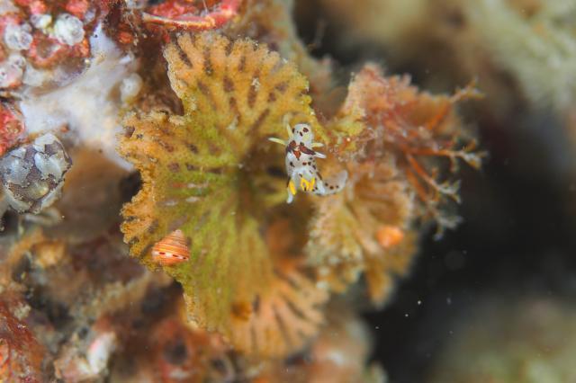 カリヤウミウシ