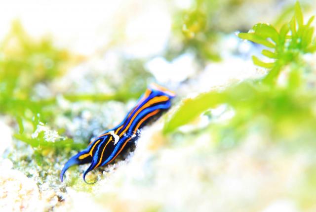 カラスキセワタ