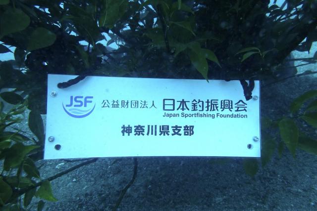 ウミウシダイビングしてきました！そしてアオリイカの産卵床入れましたー