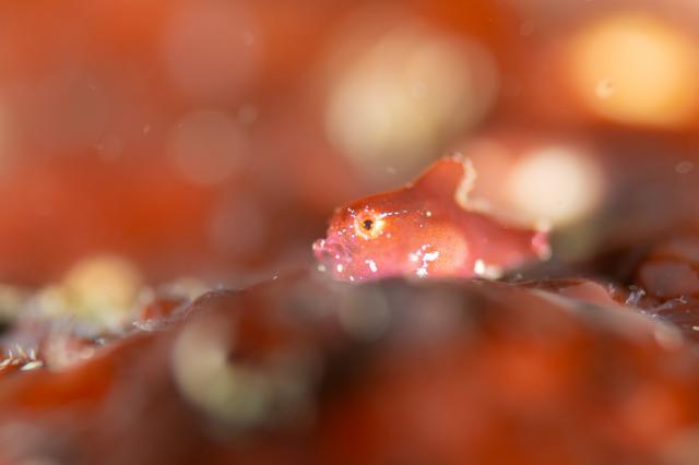 サバイバルな三浦、