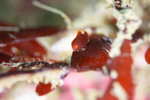 サバイバルな三浦、