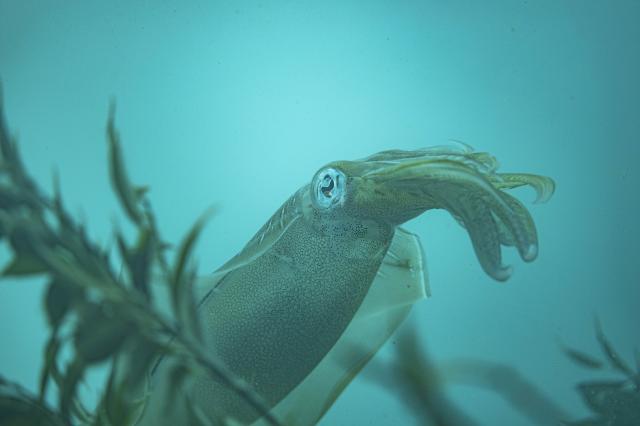 アオリイカ🦑キタァ〜！
