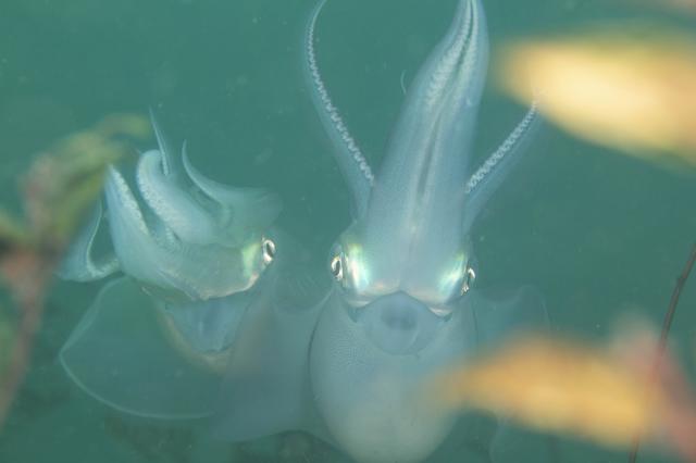 アオリイカ🦑キタァ〜！
