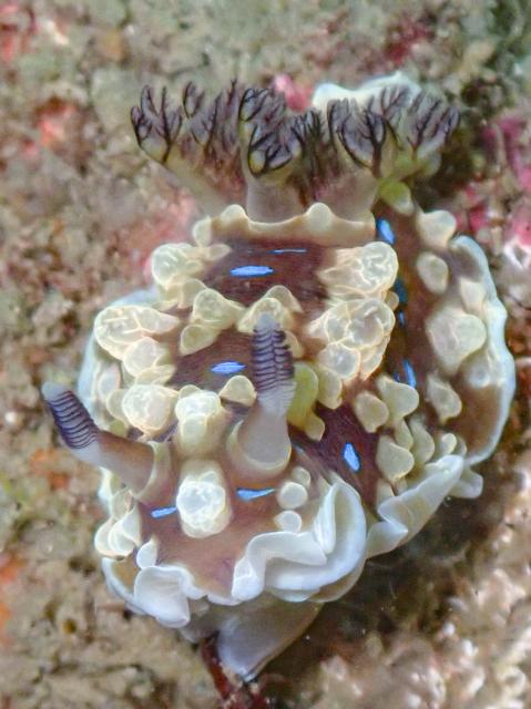 ウミウシ少なくなってきました
