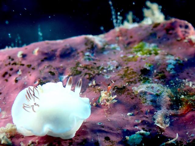 急にすこぶる綺麗な海でした！！