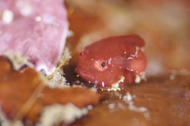   🍡ダンゴ三昧！