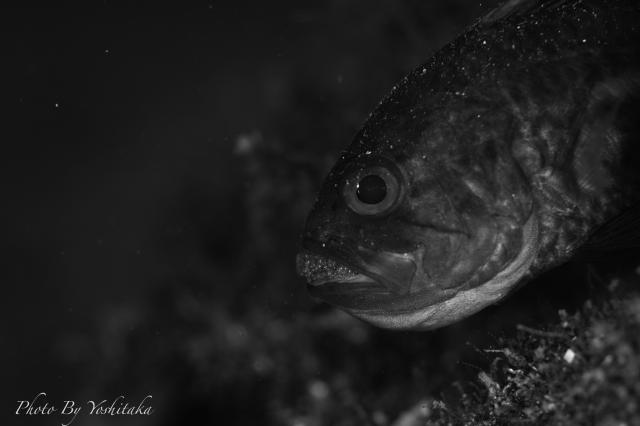 だんだんと季節来遊魚増えてきました！