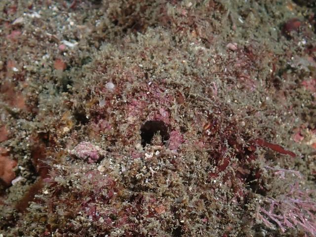 だんだんと季節来遊魚増えてきました！