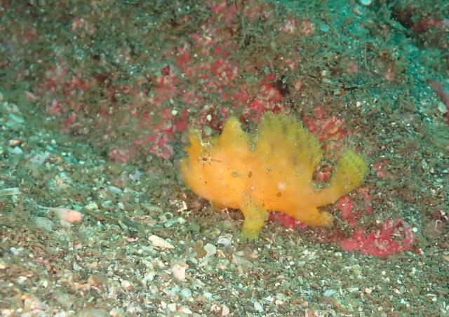 だんだんと季節来遊魚増えてきました！