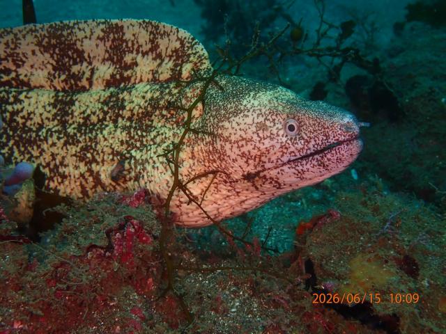 だんだんと季節来遊魚増えてきました！