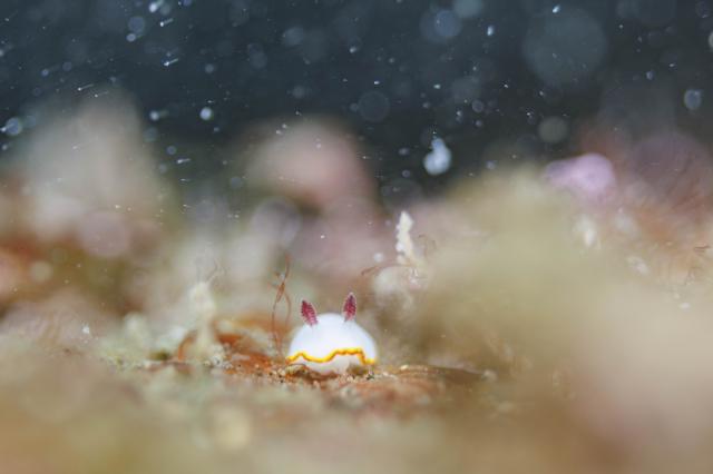 ビンゴ更新！