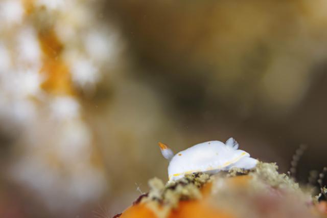 ビンゴ更新！