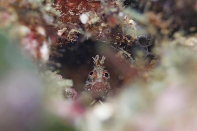 ビンゴ更新！