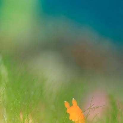 コアカリュウグウウミウシ