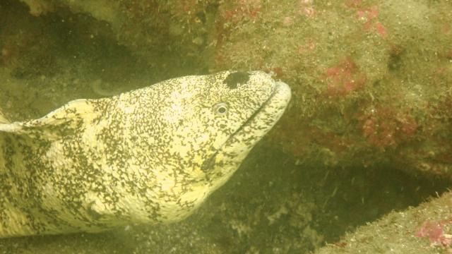 ボートでマクロ探し🐸